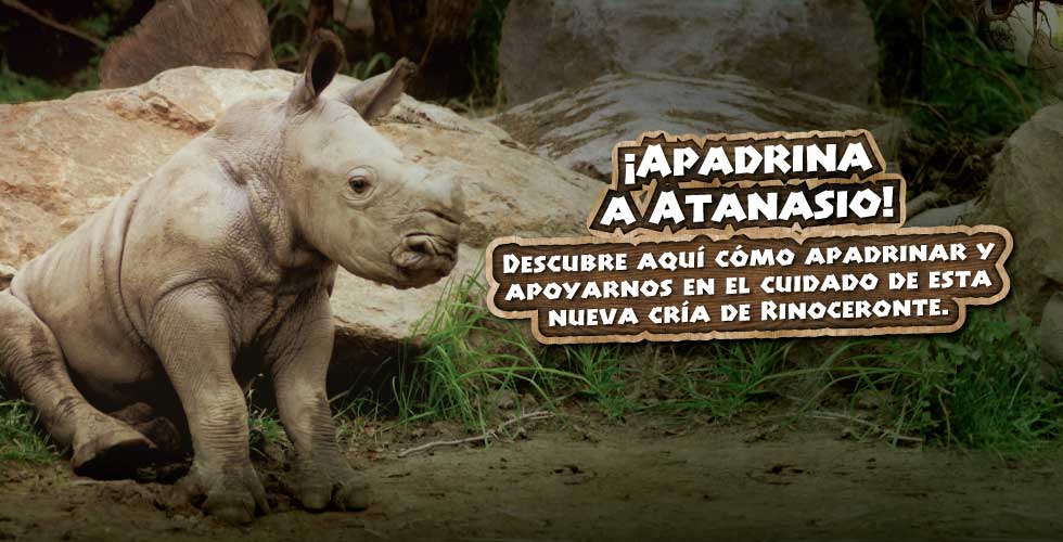 Buinzoo Bienvenido Atanasio